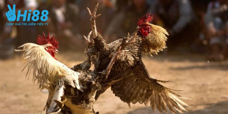 Huong dan tap luyen ga choi hieu qua