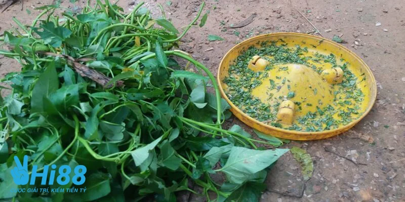 Lua chon da dang loai rau xanh trong bua an cua ga