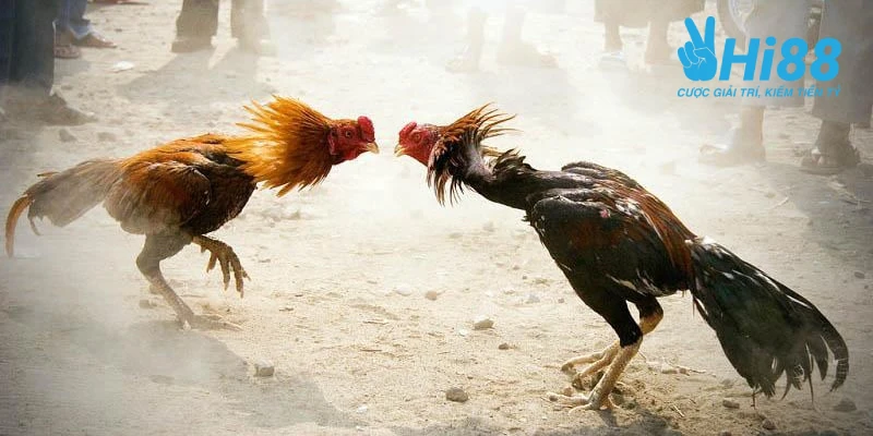 cach nuoi ga da chan manh loi ich