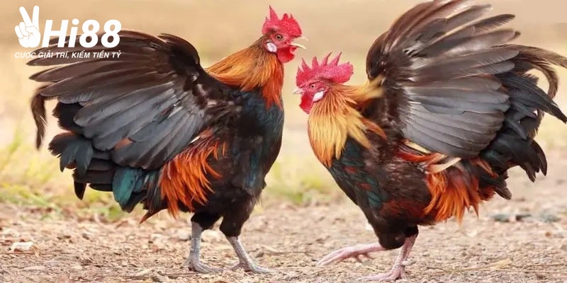 da ga campuchia da dang