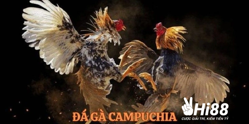 da ga campuchia gioi thieu