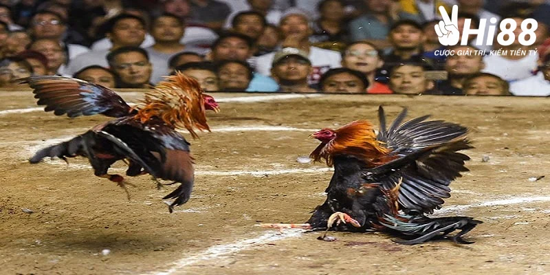 da ga campuchia thu hang