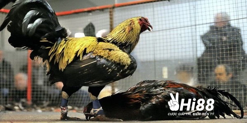 gioi thieu da ga philippines