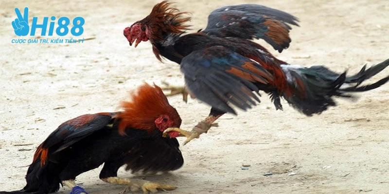 tim hieu cach nuoi ga da chan manh