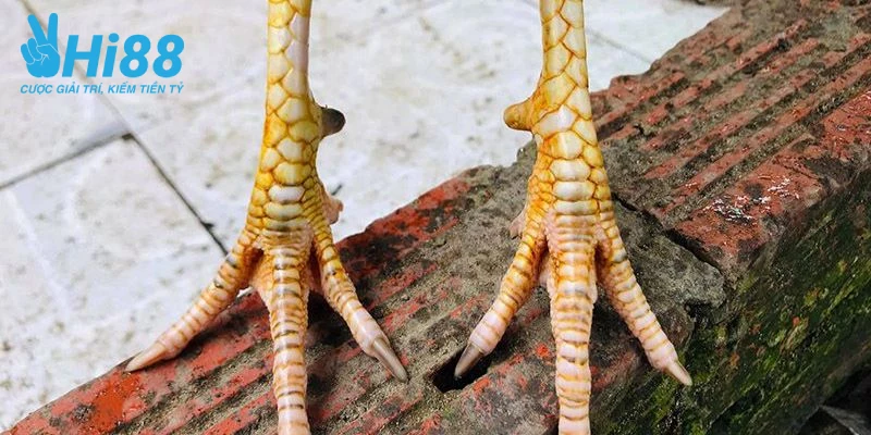 Một số loại vảy gà quý nên mua ngay hiện nay