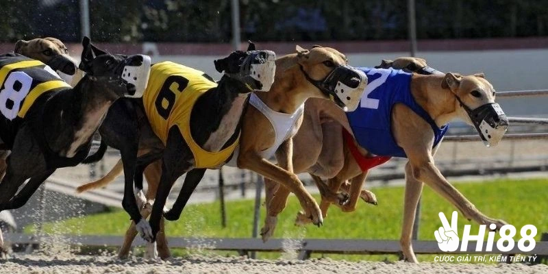 Luật thắng thua được quy định trong cá độ đua chó